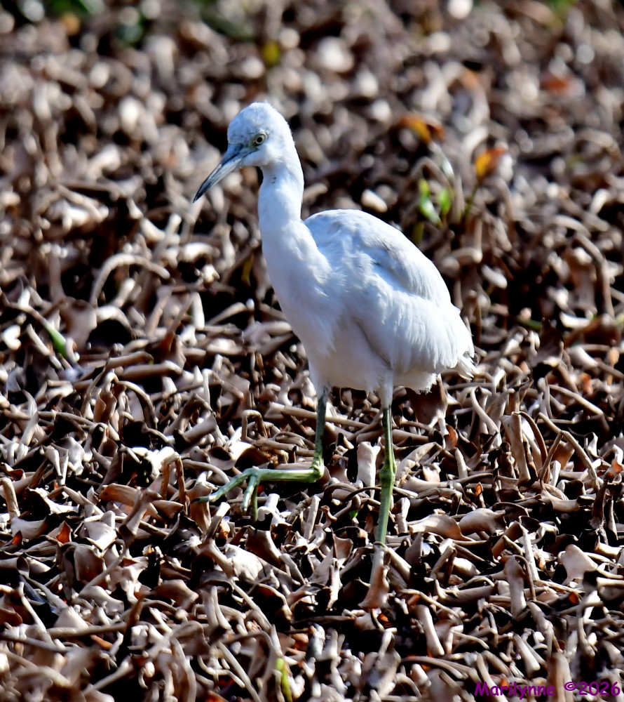 DSC_2633_001.JPG