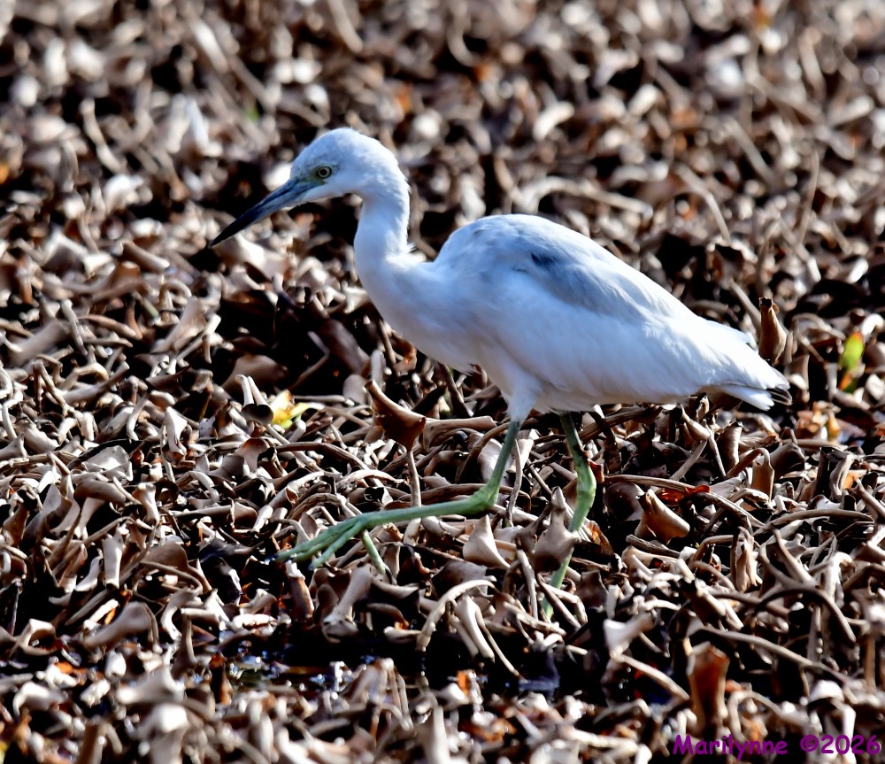 DSC_2634_001.JPG