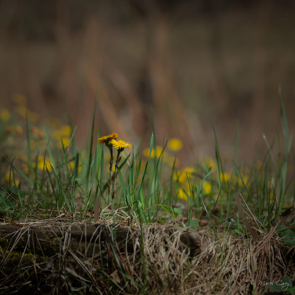 DSC_2637.jpg