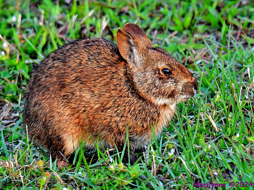 DSC_2637_001.JPG