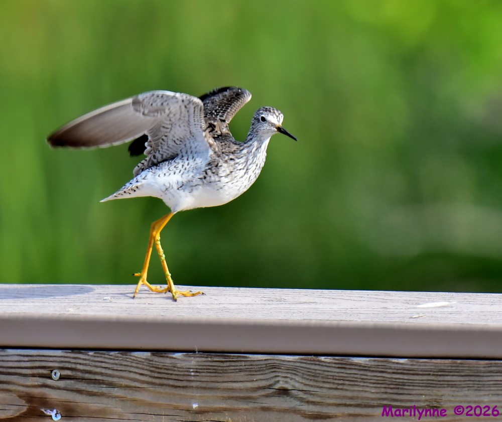 DSC_2637_001.JPG