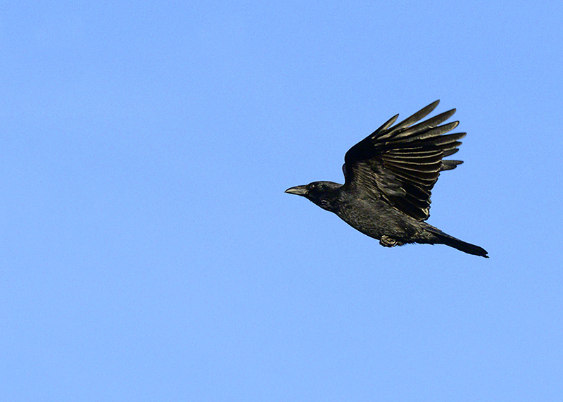 DSC_2638.jpg