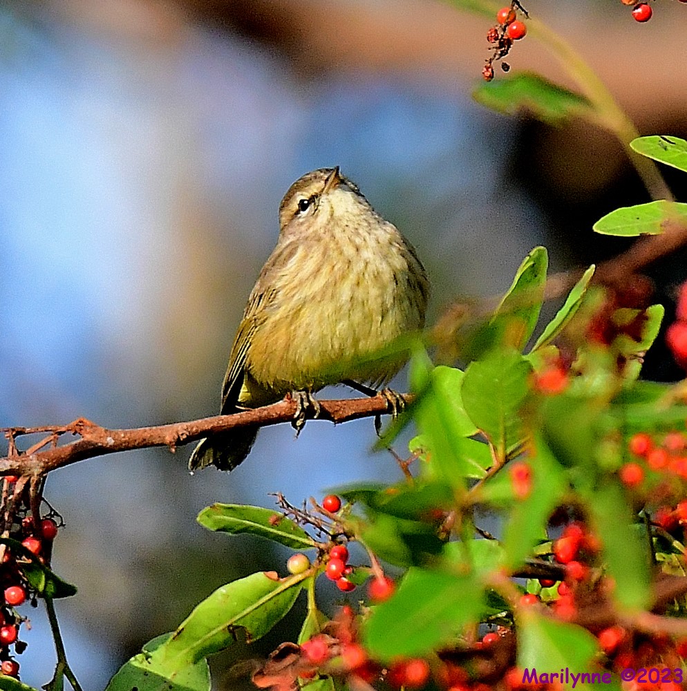 DSC_2638_001.JPG