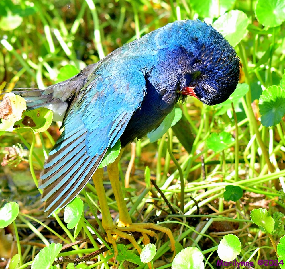 DSC_2638_001.JPG