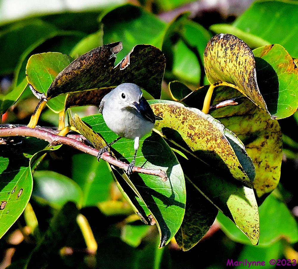 DSC_2643_001.JPG