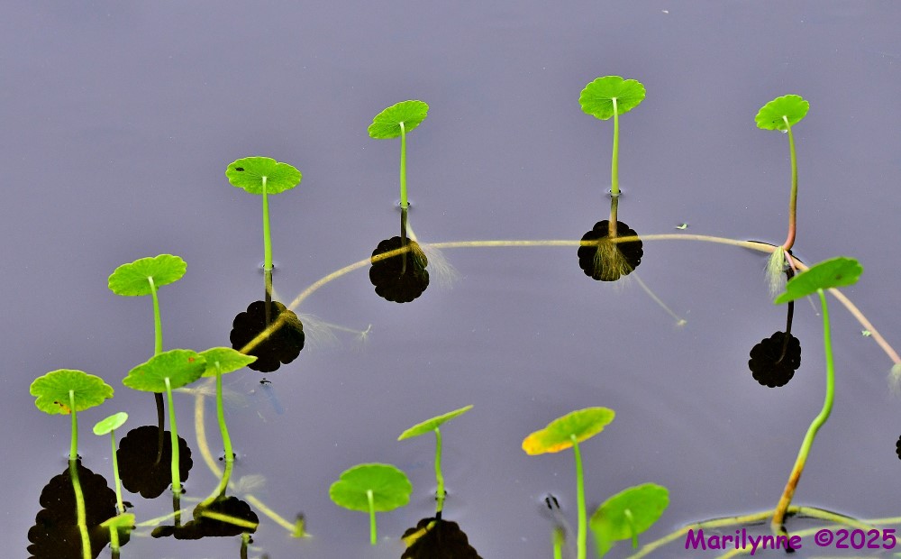 DSC_2643_stitch_001.JPG