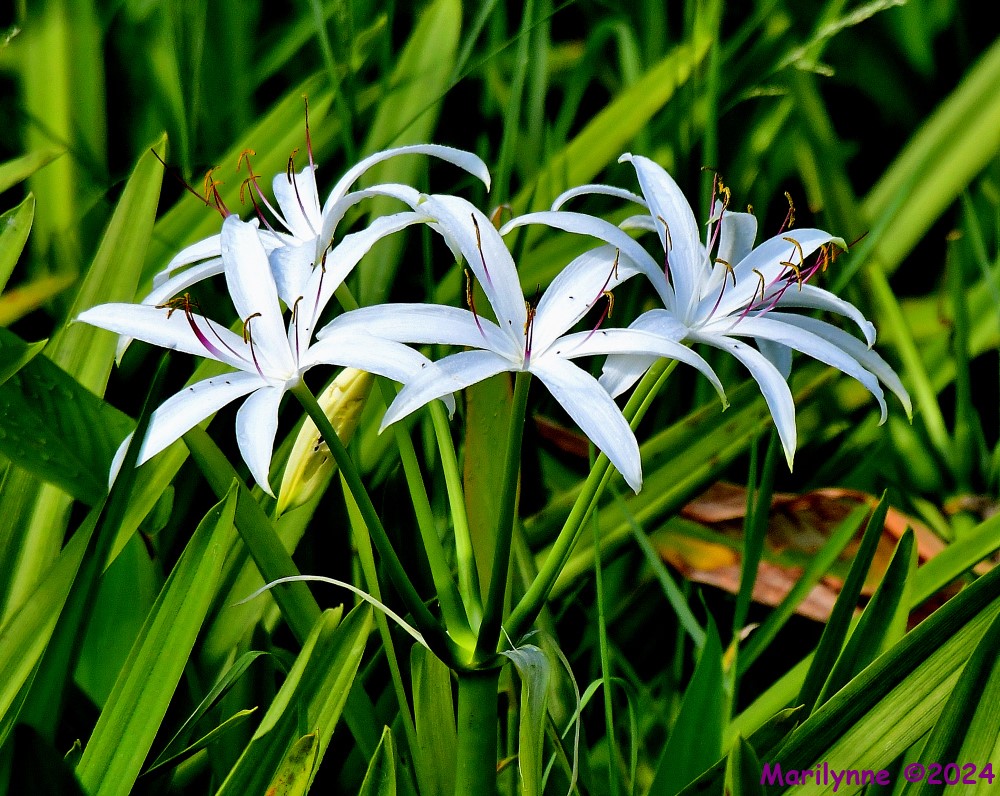 DSC_2644_001.JPG