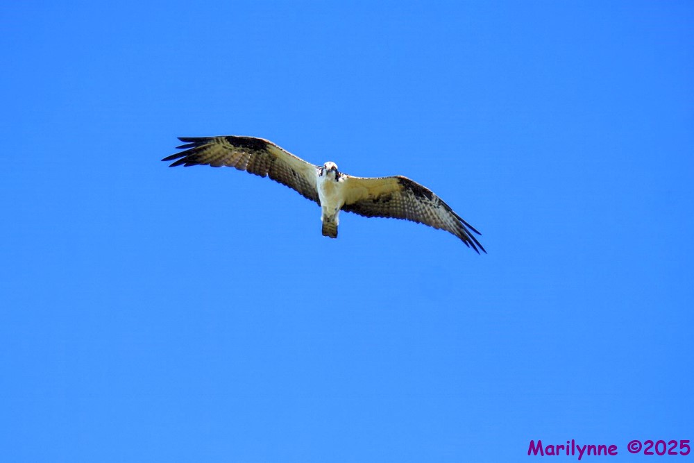 DSC_2645 copy_001.JPG