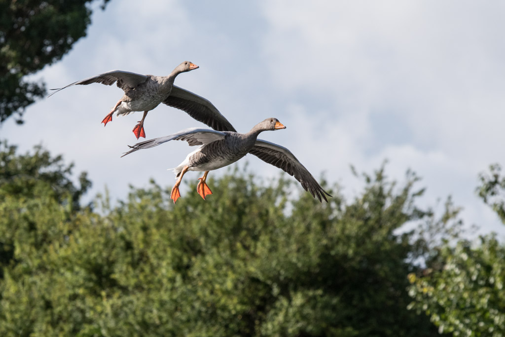 DSC_2645.jpg