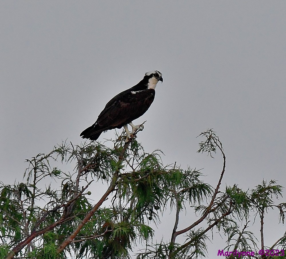 DSC_2646_001.JPG