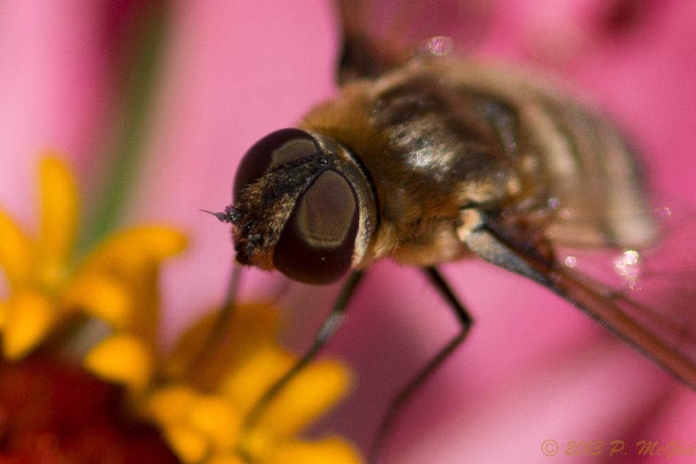 DSC_2647.jpg
