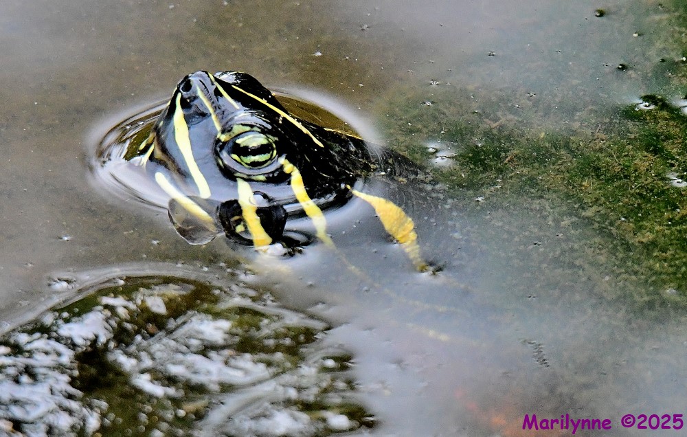 DSC_2647_001.JPG