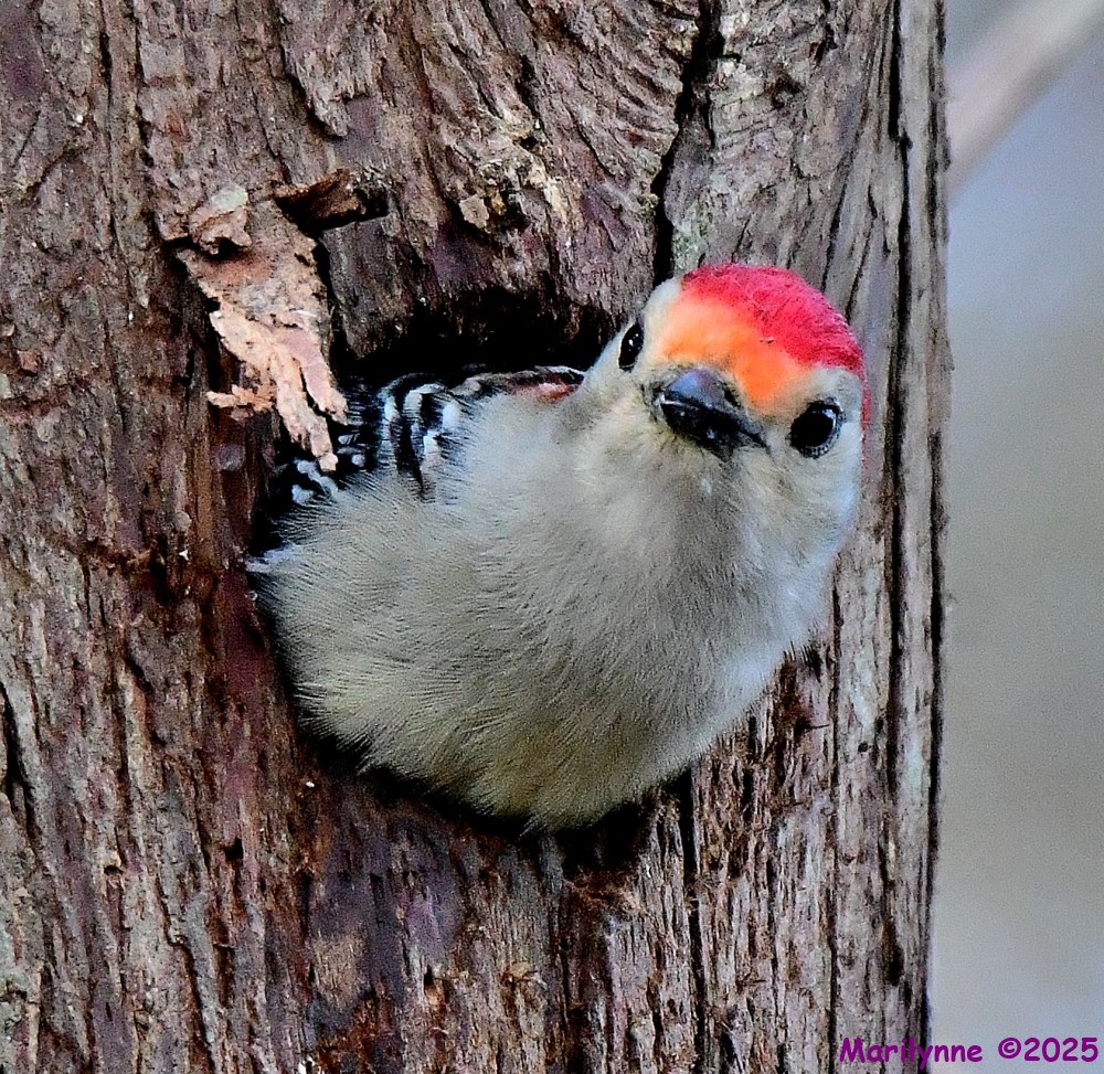 DSC_2648_001.JPG