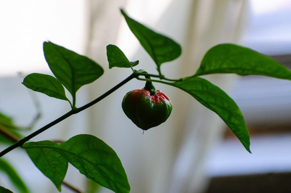 DSC_2649.jpg