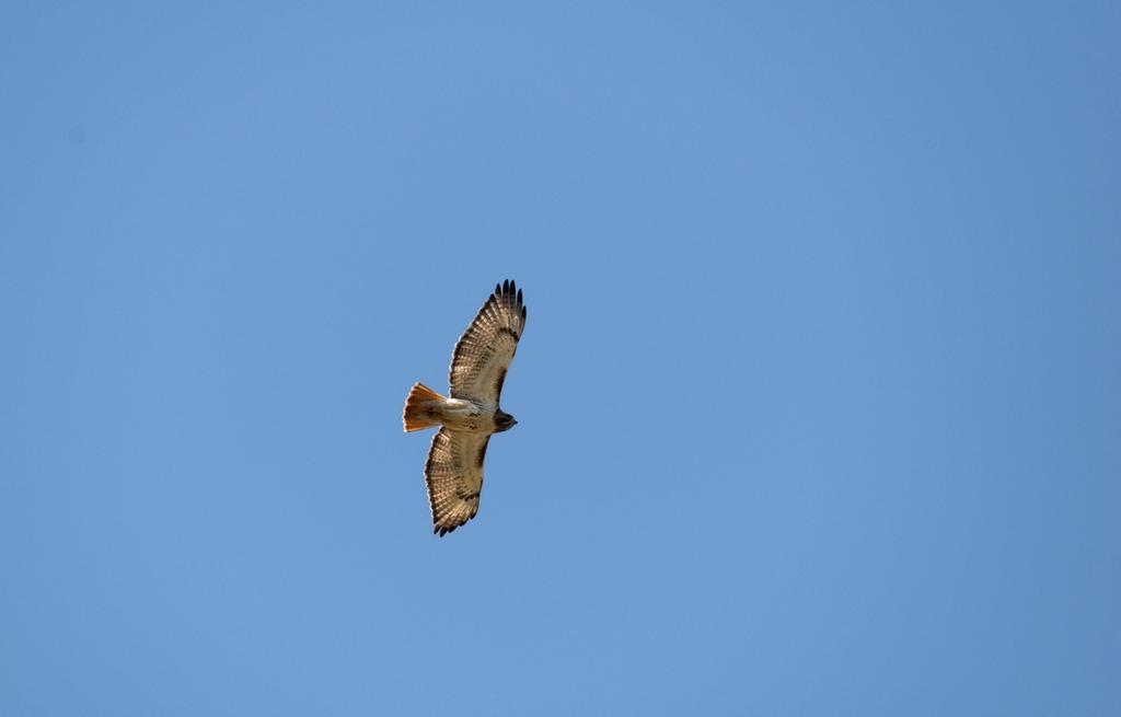 DSC_2650.jpg