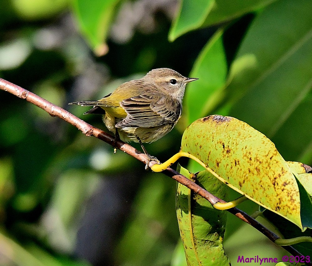 DSC_2650_001.JPG