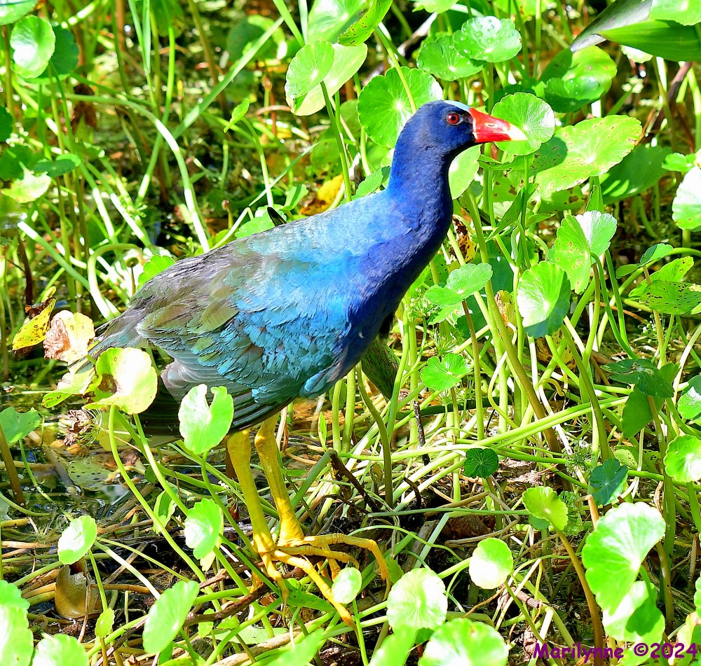 DSC_2650_001.JPG