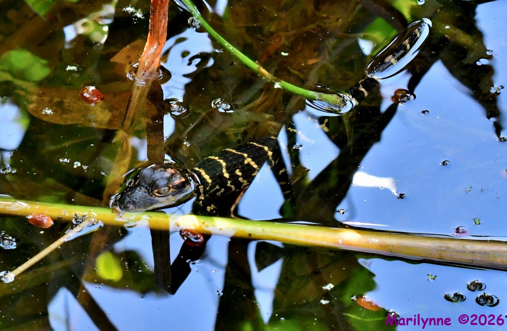 DSC_2650_001.JPG