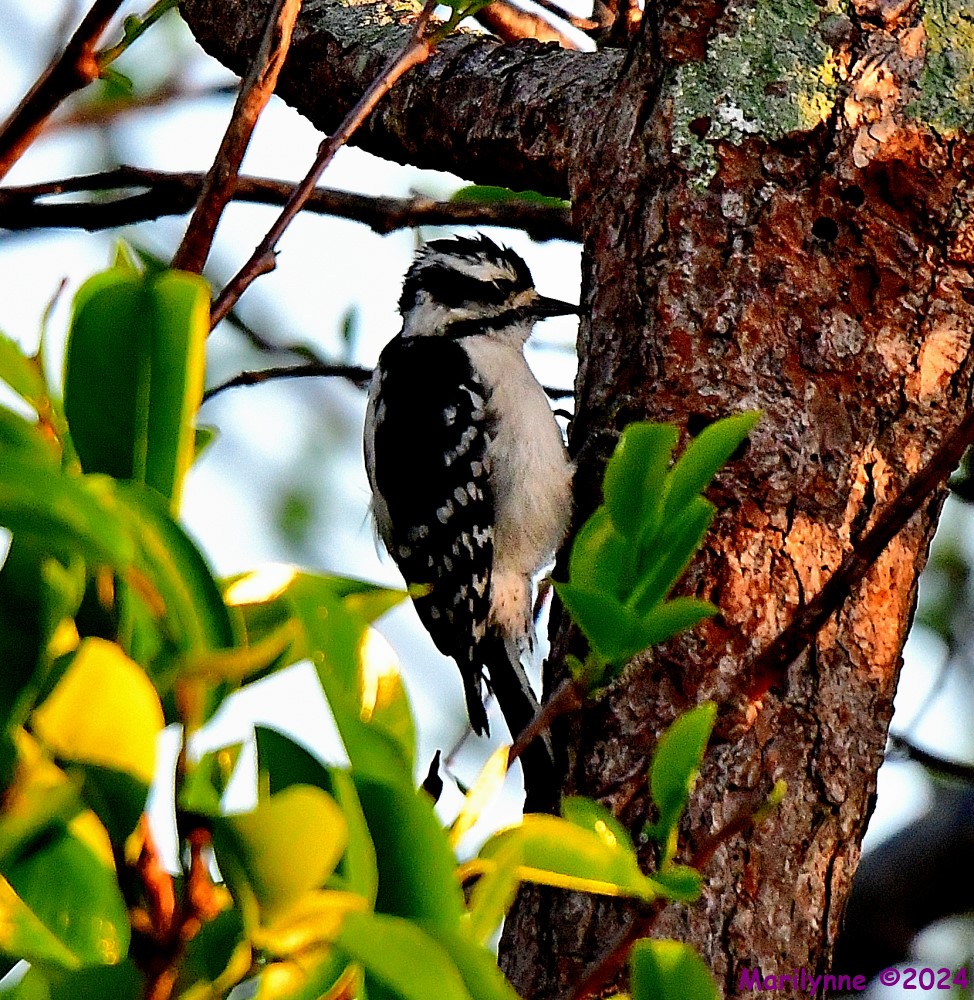 DSC_2651_001.JPG