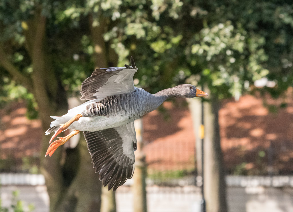 DSC_2652.jpg