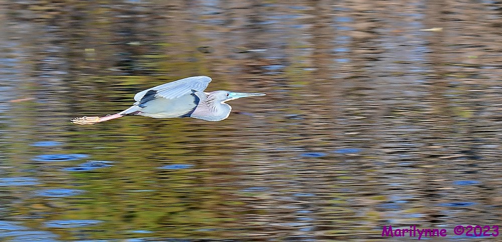DSC_2652_001.JPG