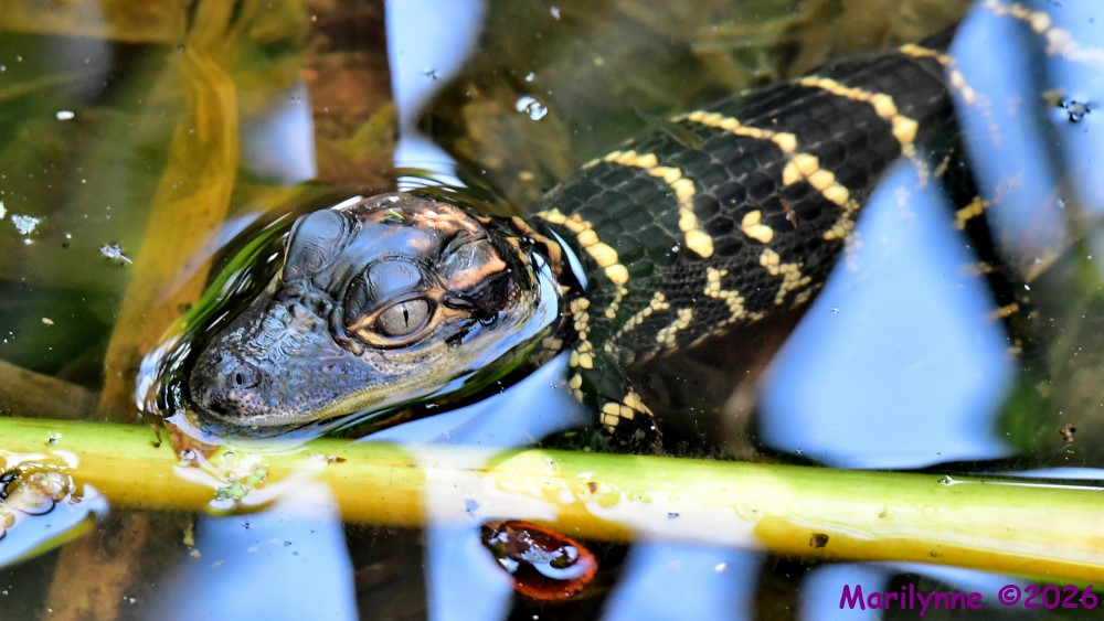 DSC_2654_001.JPG