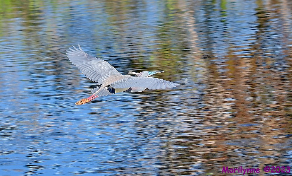 DSC_2655_001.JPG