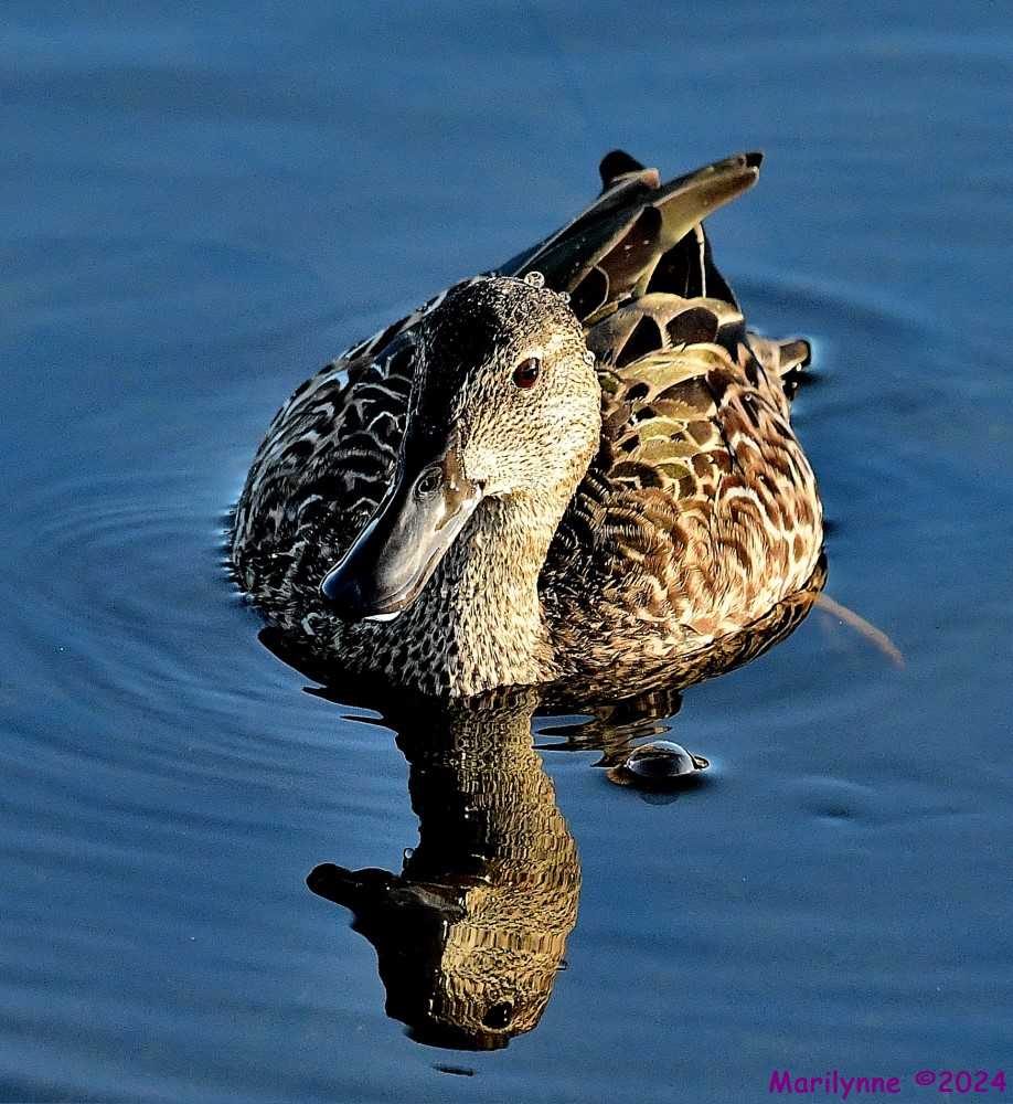 DSC_2655_001.JPG