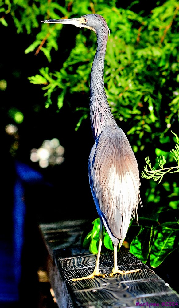 DSC_2656_001.JPG