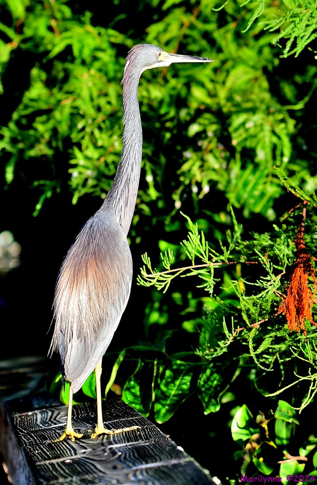 DSC_2658_001.JPG