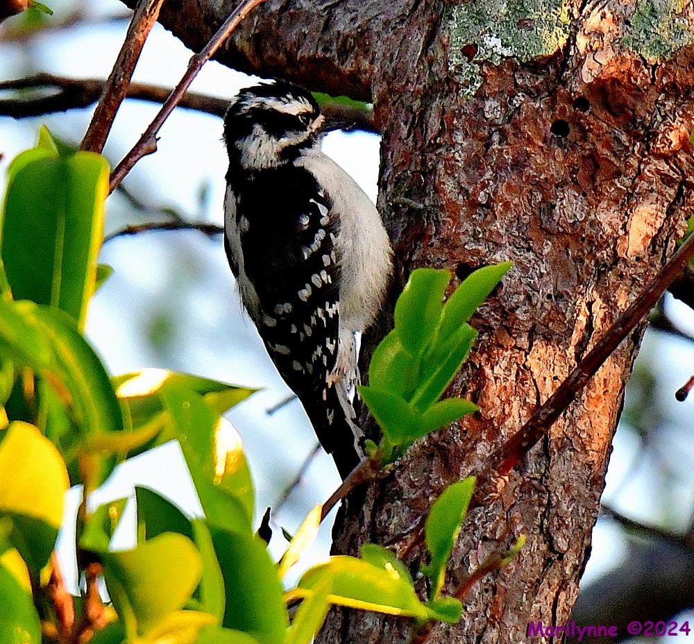 DSC_2660_001.JPG