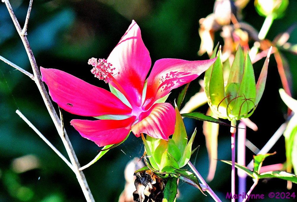 DSC_2660_001.JPG
