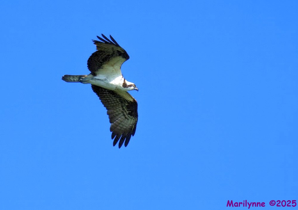 DSC_2661 copy_001.JPG