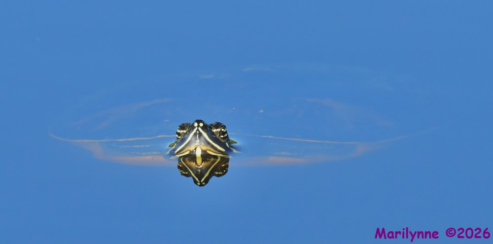 DSC_2661_001.JPG