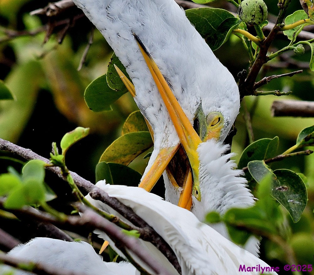 DSC_2662_001.JPG