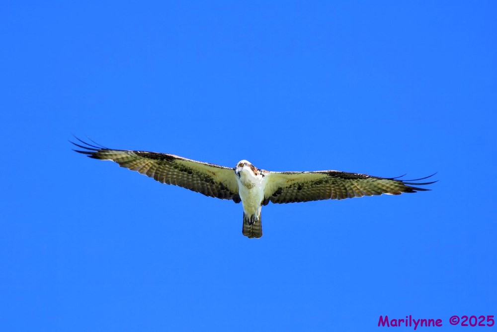 DSC_2663 copy_001.JPG