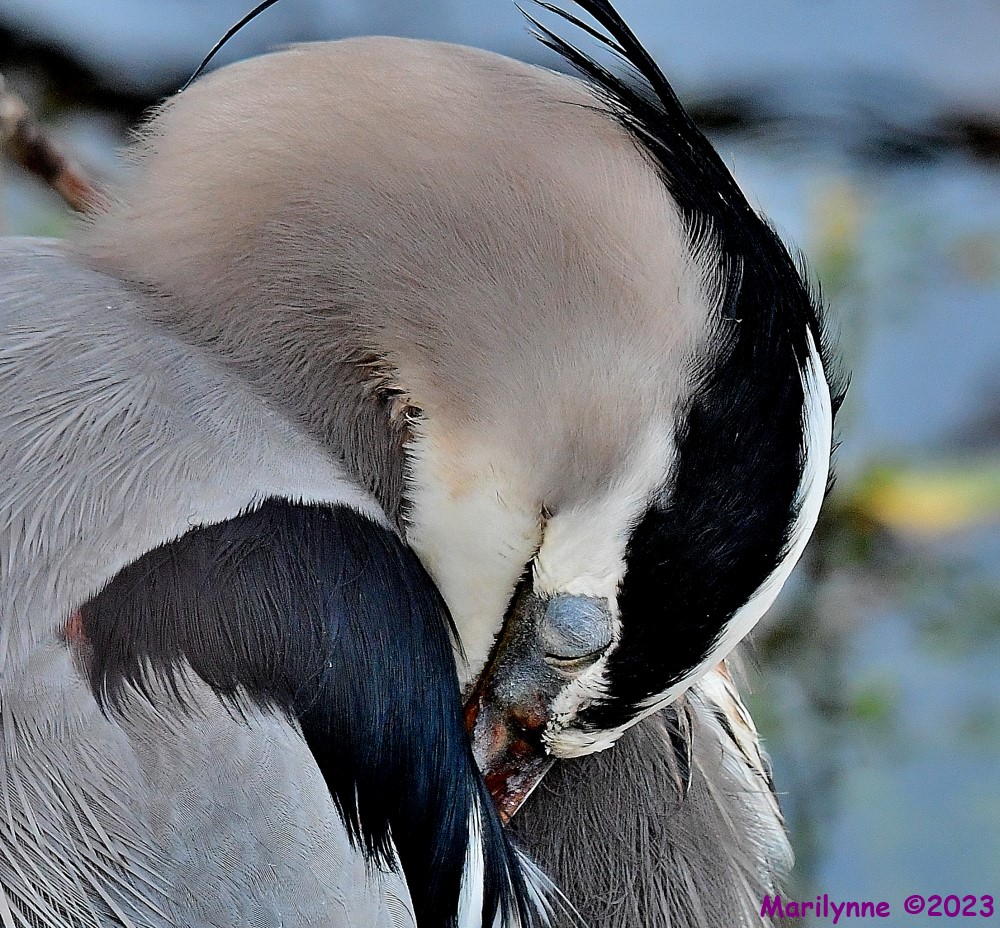 DSC_2663_001.JPG