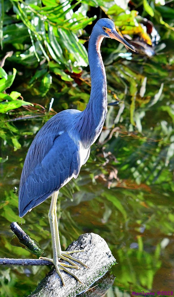 DSC_2663_001.JPG