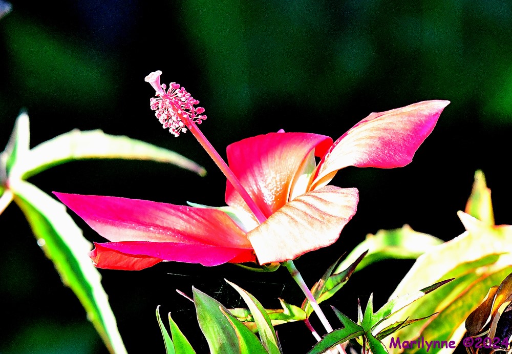 DSC_2663_001.JPG