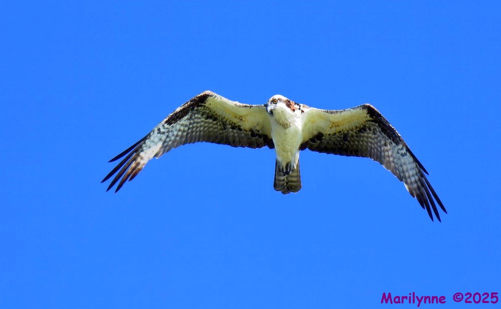 DSC_2664 copy_001.JPG