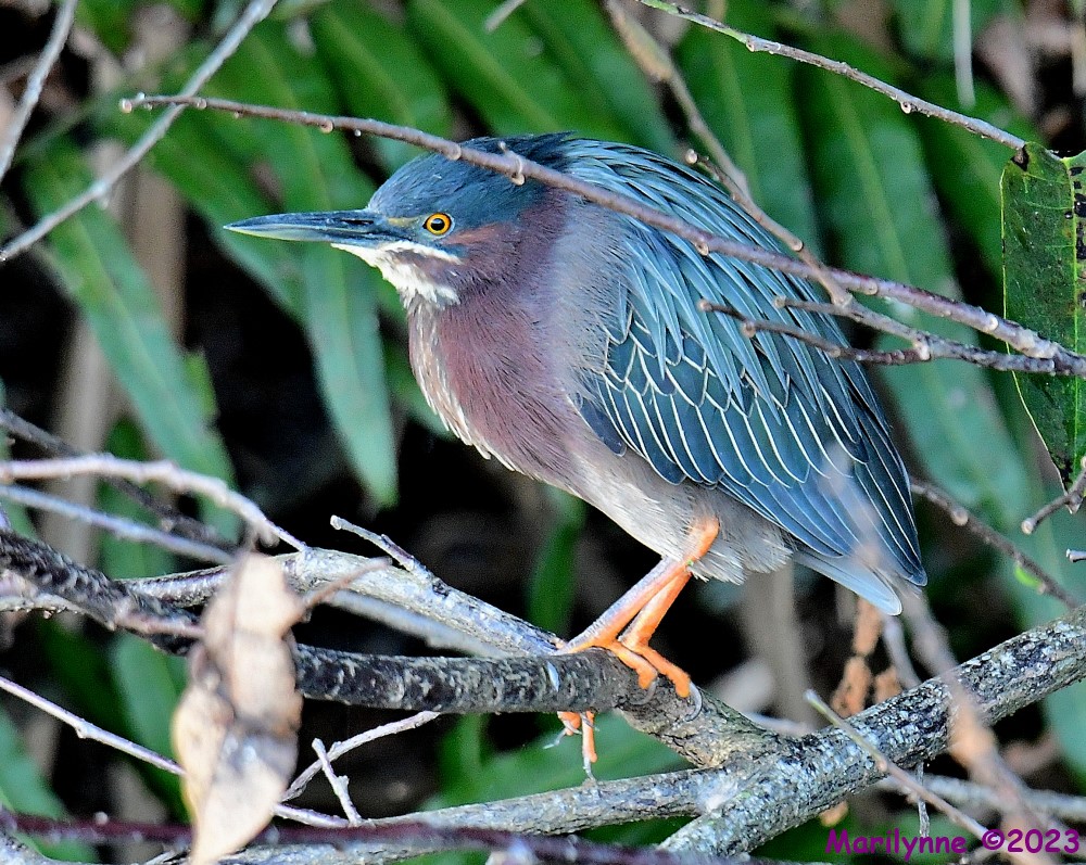 DSC_2664_001.JPG