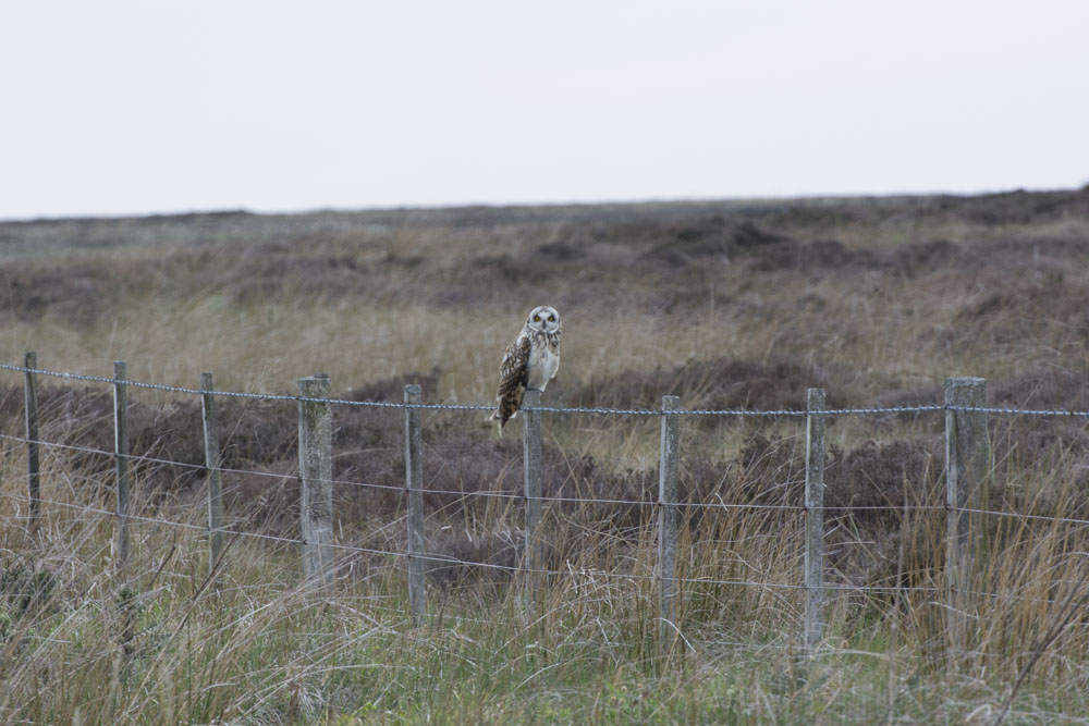 DSC_2666.jpg