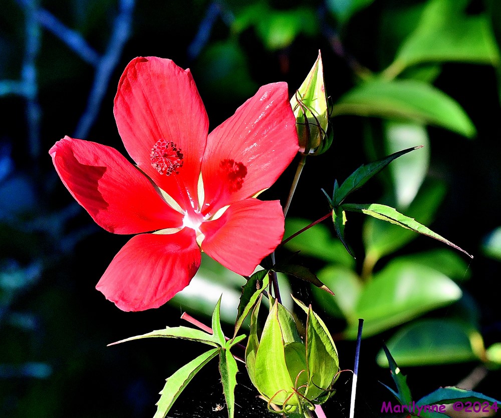 DSC_2666_001.JPG