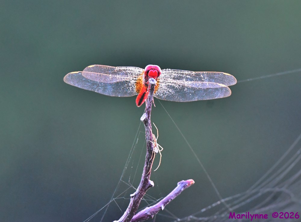 DSC_2666_001.JPG