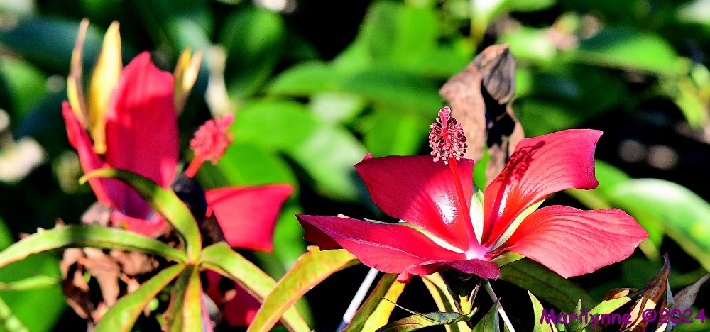 DSC_2667_001.JPG