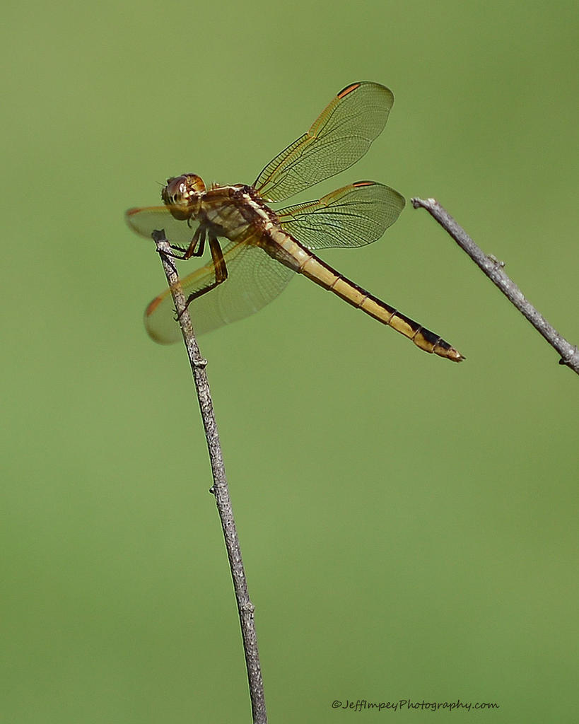 DSC_2668.jpg