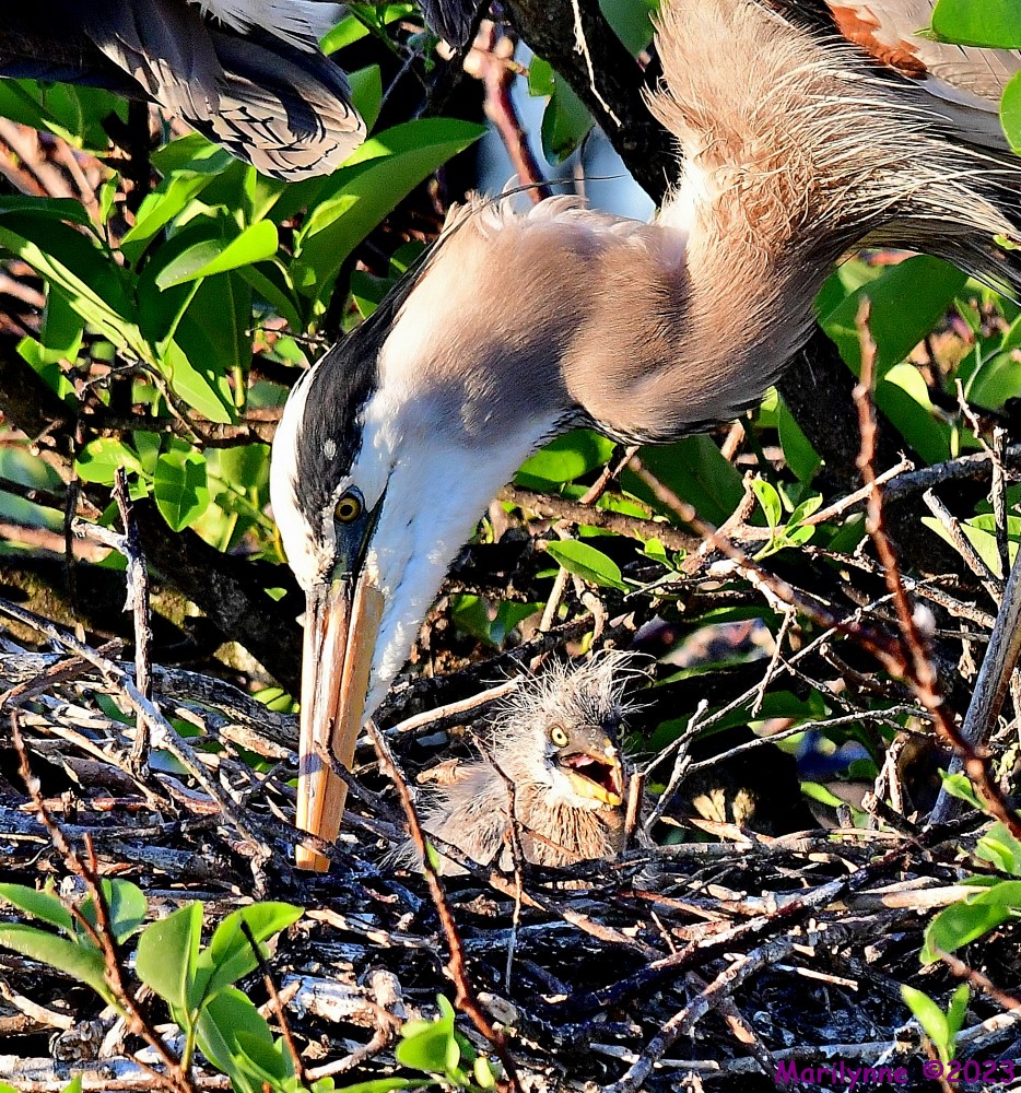 DSC_2668_001.JPG