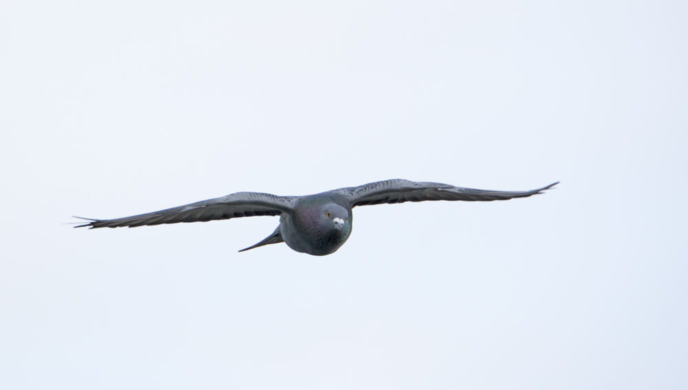 DSC_2669.jpg
