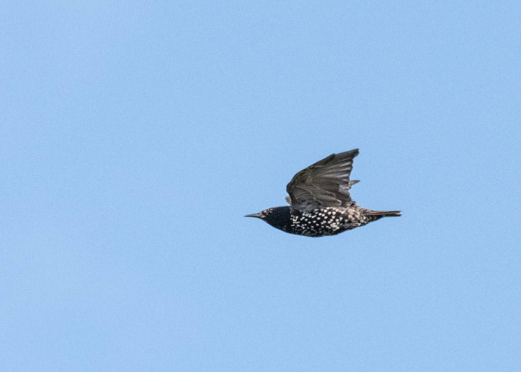 DSC_2671.jpg