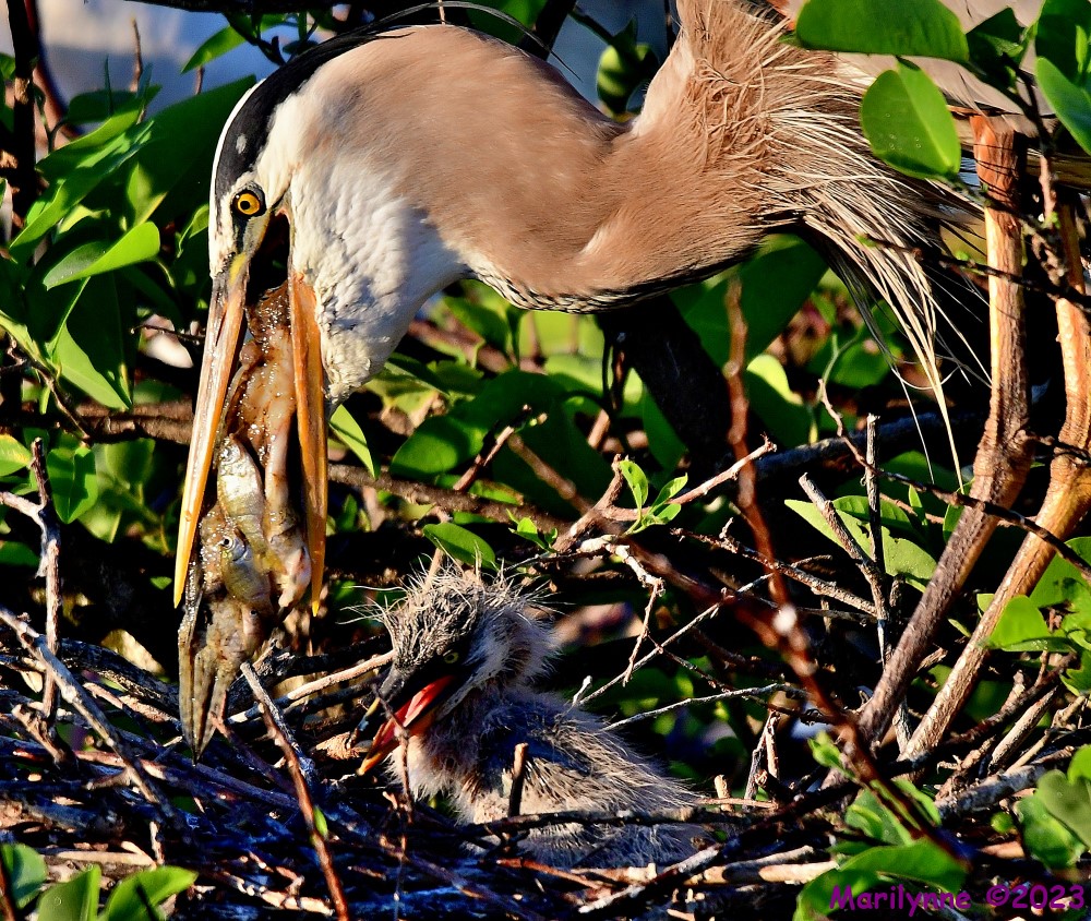 DSC_2671_001.JPG